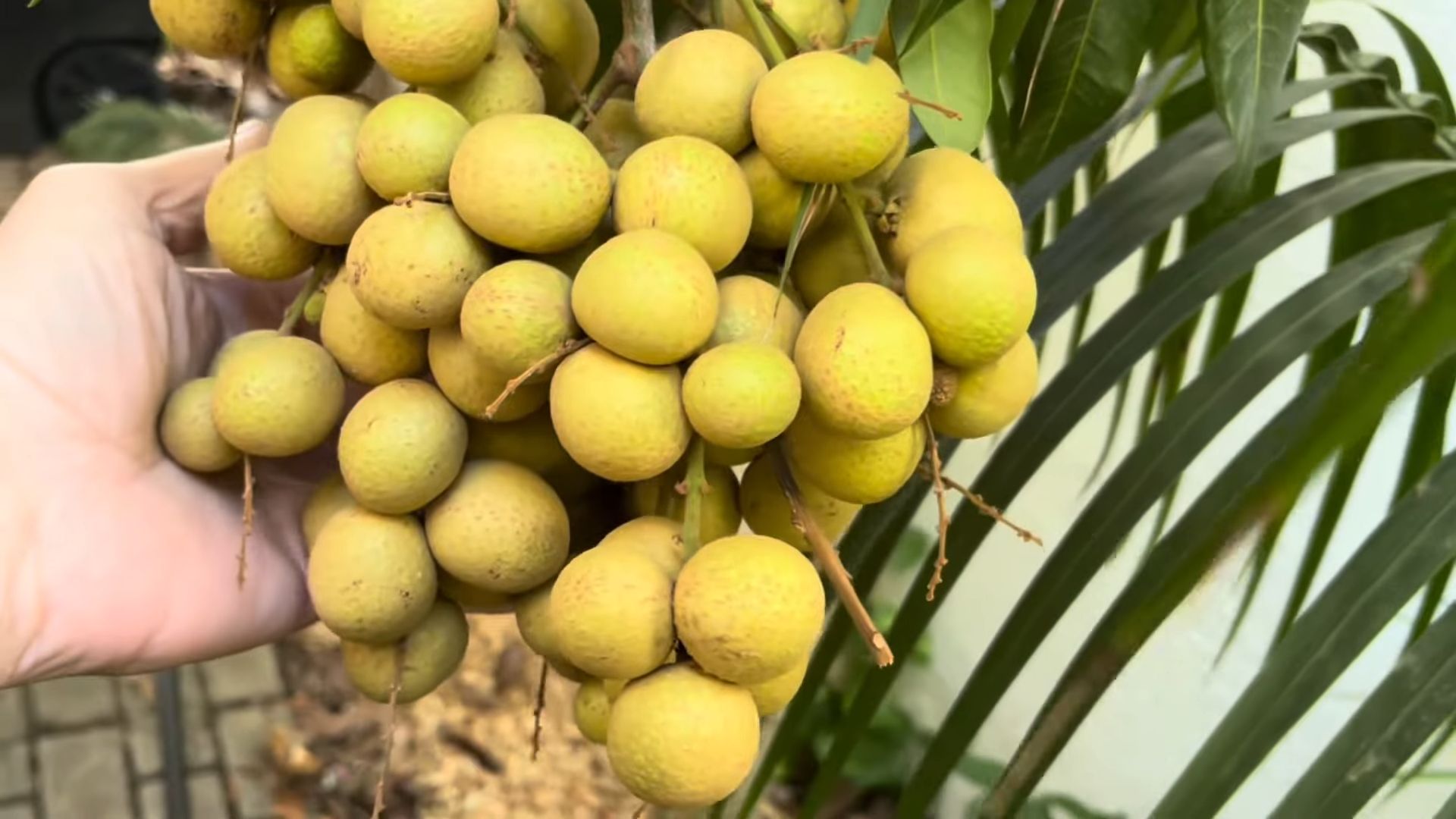 Longan Anbau Anleitung