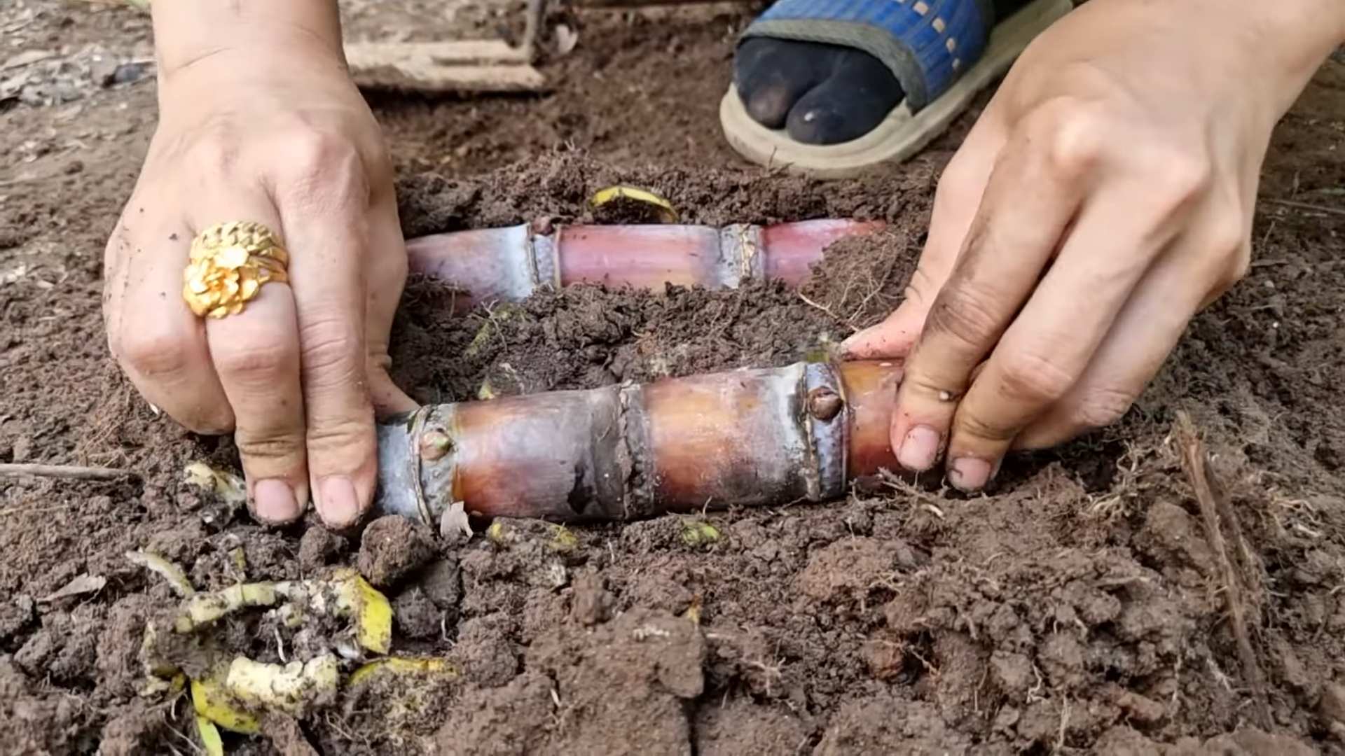 Zuckerrohr Anbau durch Stecklinge