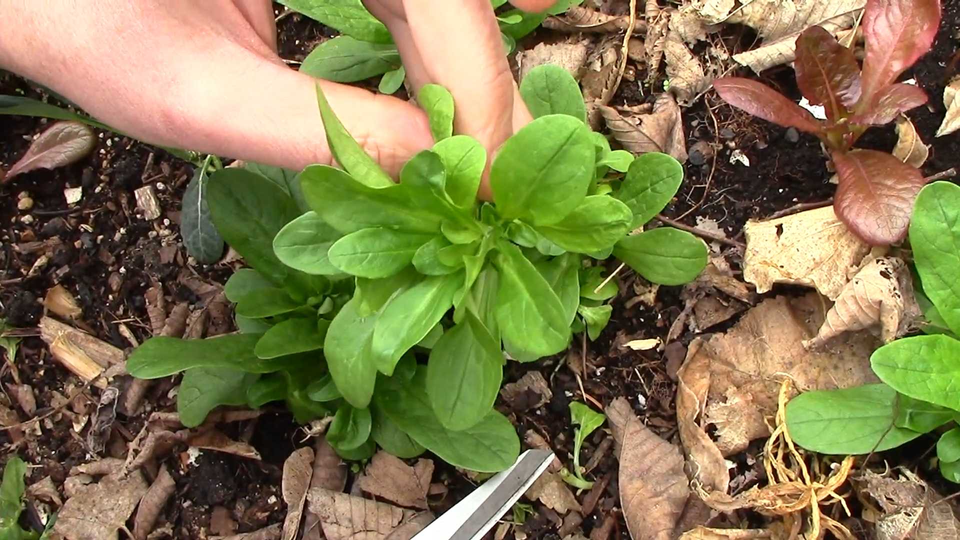 Feldsalat Anbau Anleitung