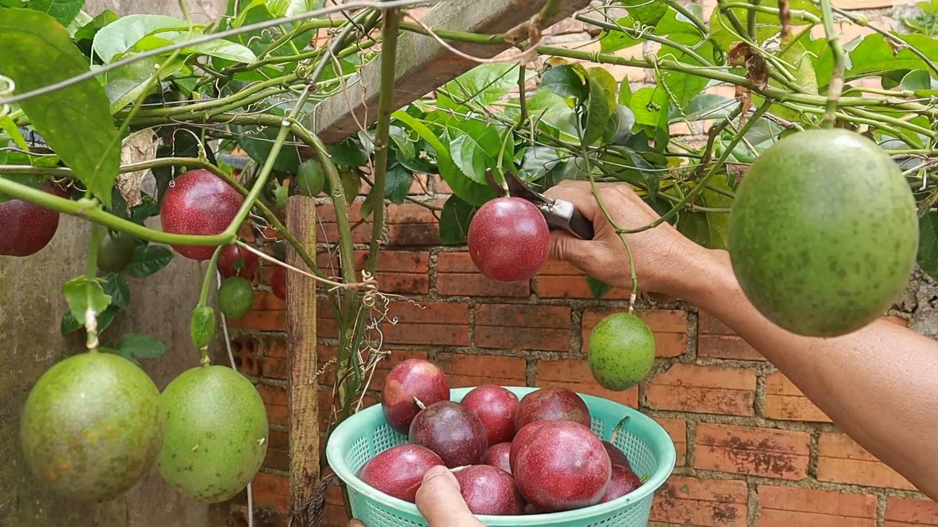 Passionsfrucht Anbau zu Hause