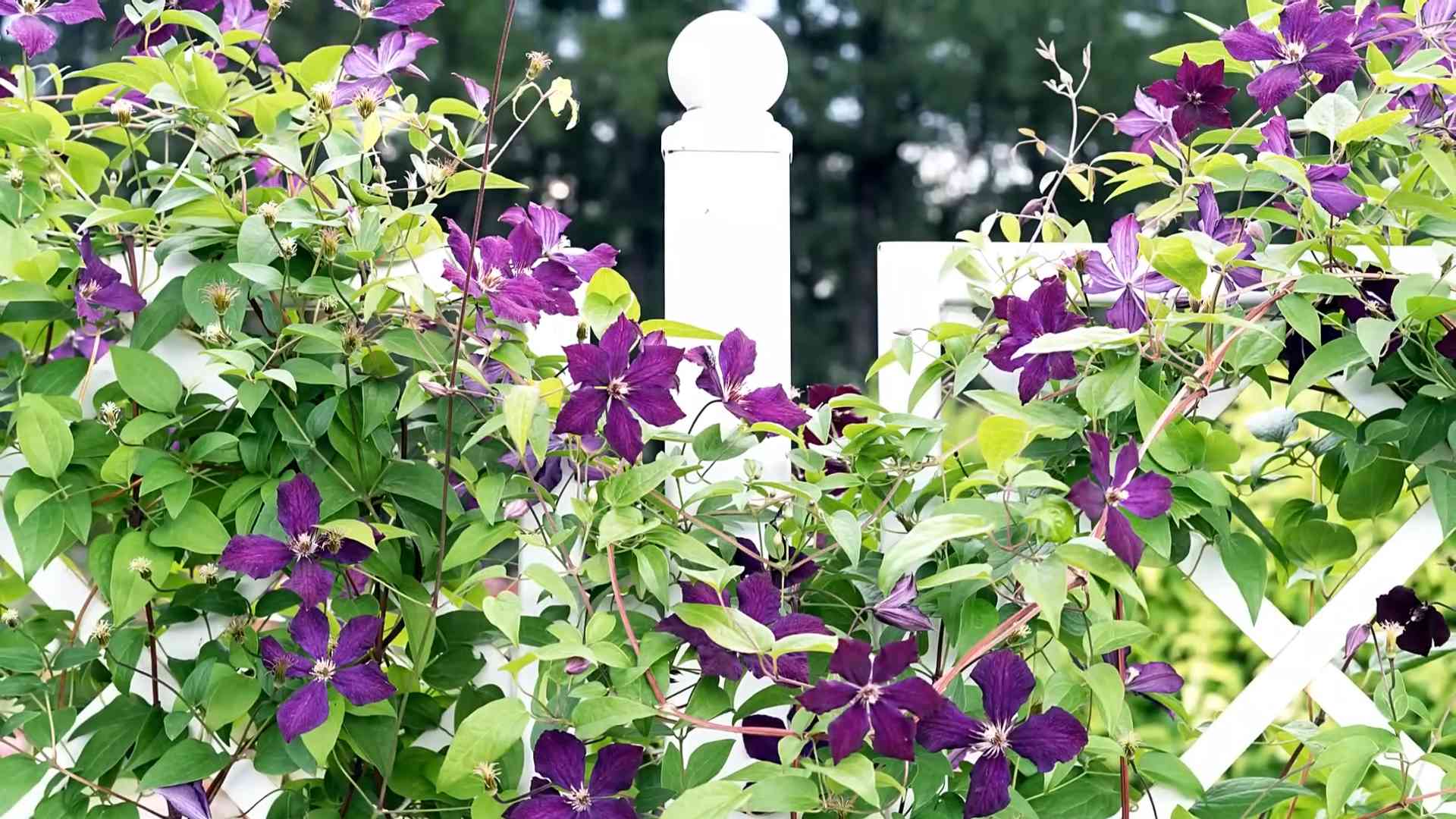 Clematis anbauen pflegen schneiden