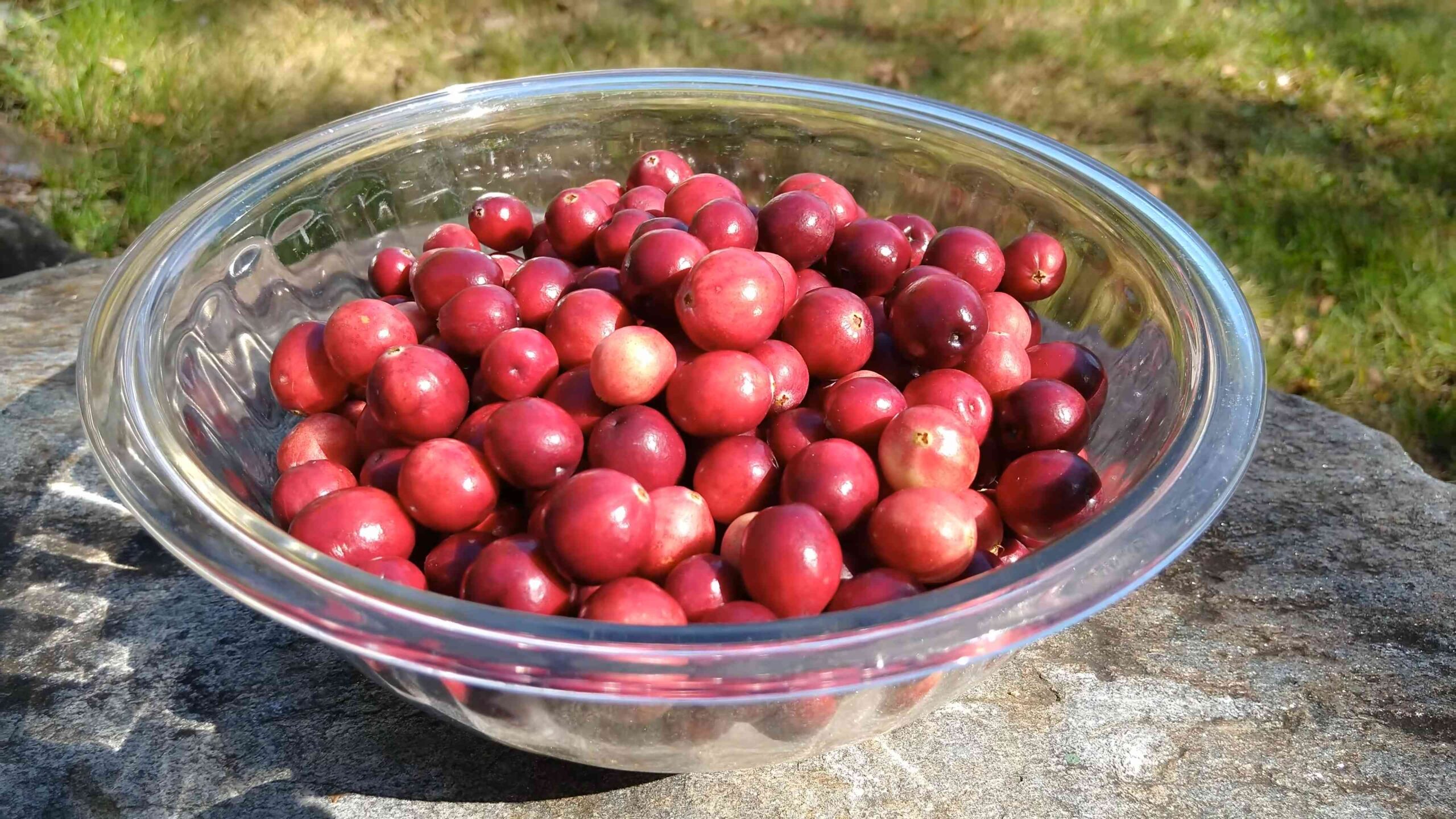 Cranberries Anbauen Anfänger Anleitung
